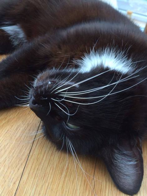 13453415_487699791425625_1286944924_o (2)