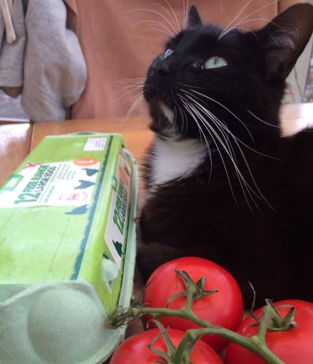 13461190_488105068051764_519953308_o